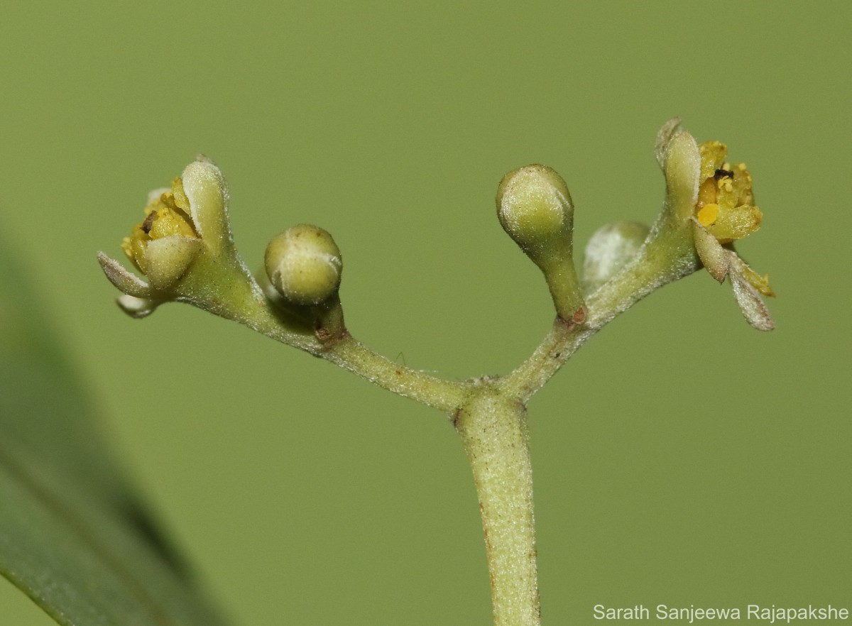 Cinnamomum citriodorum Thwaites